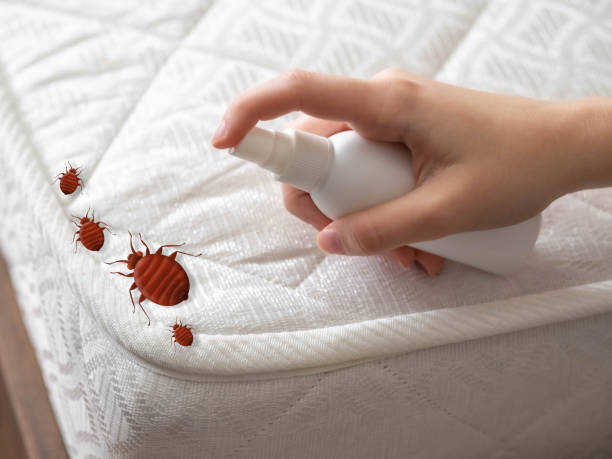 Best Pest Inspection Near Me  in Beaver Creek, TX